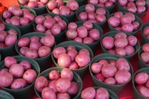 Aardappelplant met groen loof in een grote kuip op een terras