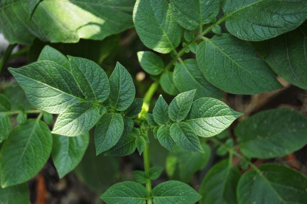 Aardappelplanten in de moestuin