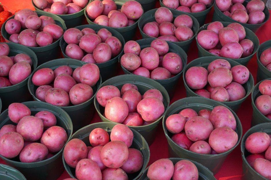 Aardappelplant met groen loof in een grote kuip op een terras