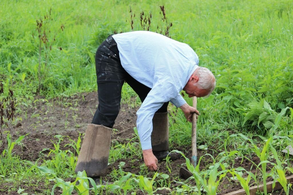 Aardappelrug die met een schoffel wordt aangeaard