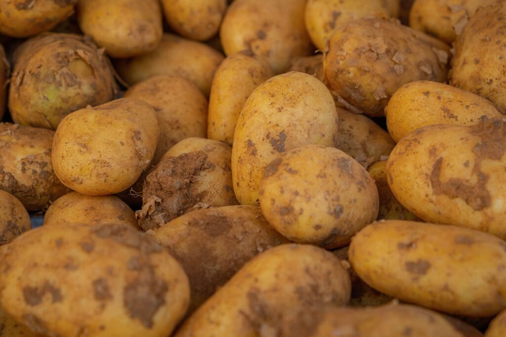 Aardappels met aarde eraan, net uit de grond