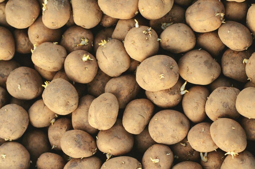 Pootaardappels met korte stevige kiemen in een kistje