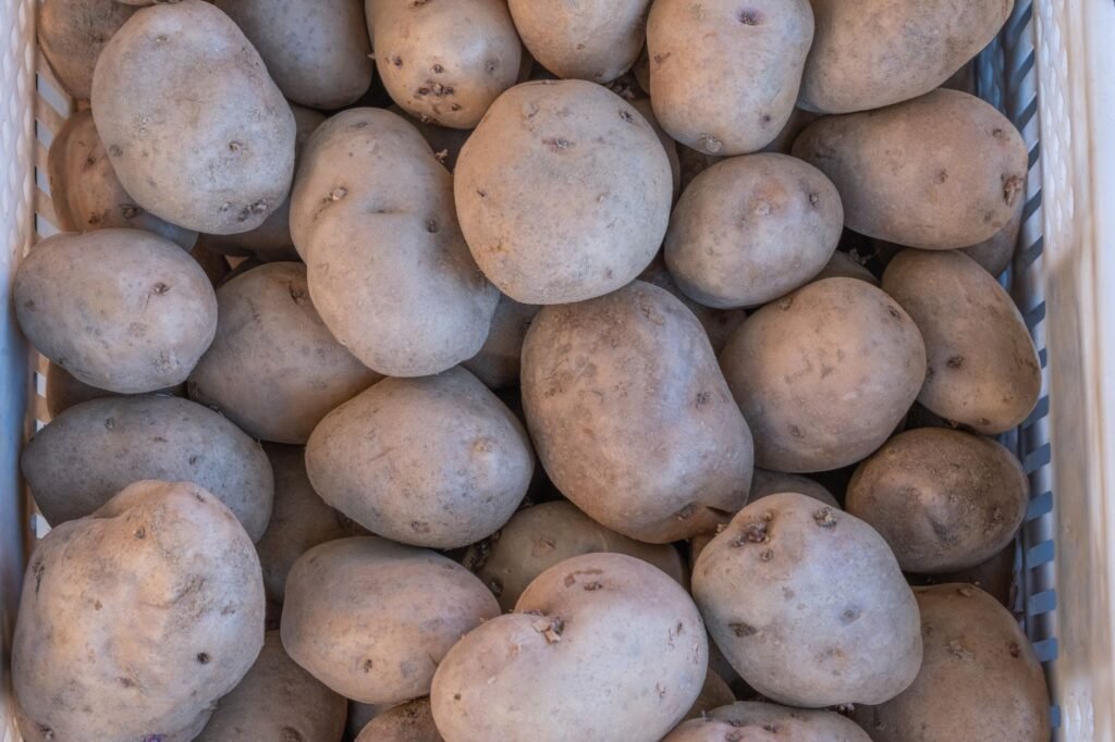 Geoogste aardappels bij elkaar