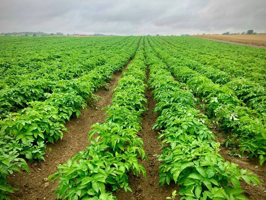 Rijen aardappelplanten met opgehoogde ruggen in een moestuin