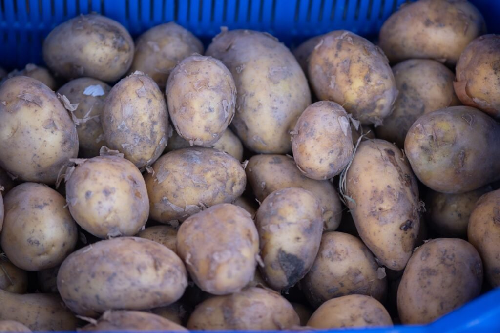 Geoogste aardappels bij elkaar