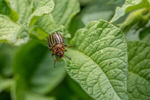 Aardappelblad met bruine vlekken van een bladziekte