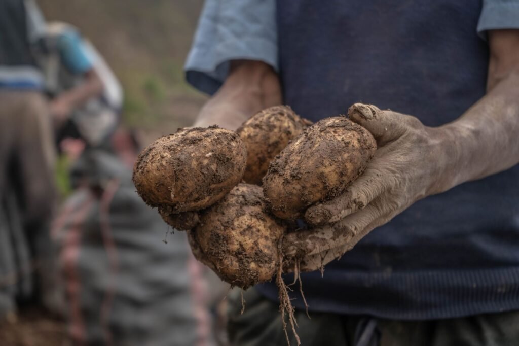 Aardappels met aarde eraan, net uit de grond