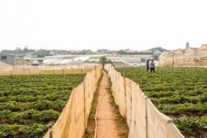 Aardbeiplanten op rijen in een kas