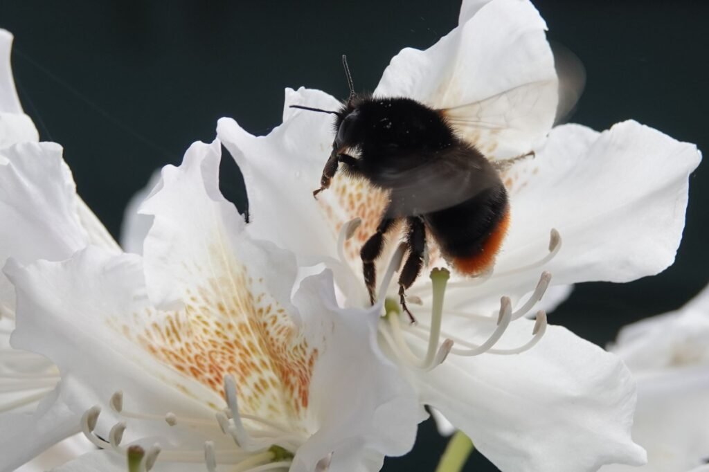 Hommel op een witte bloem, van dichtbij gefotografeerd