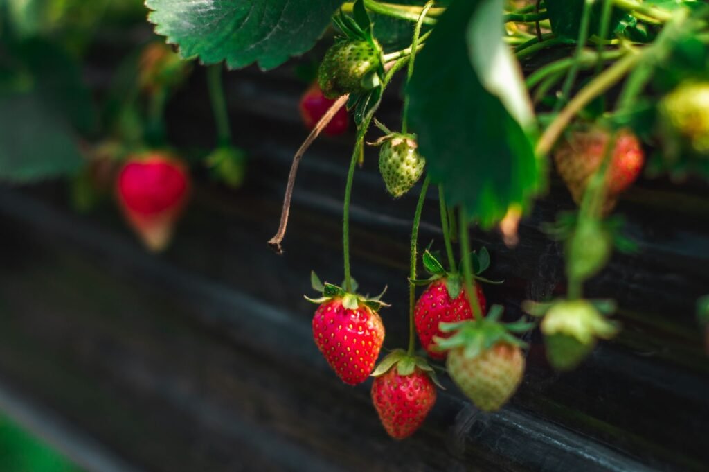 Aardbeienplant met rijpe vruchten