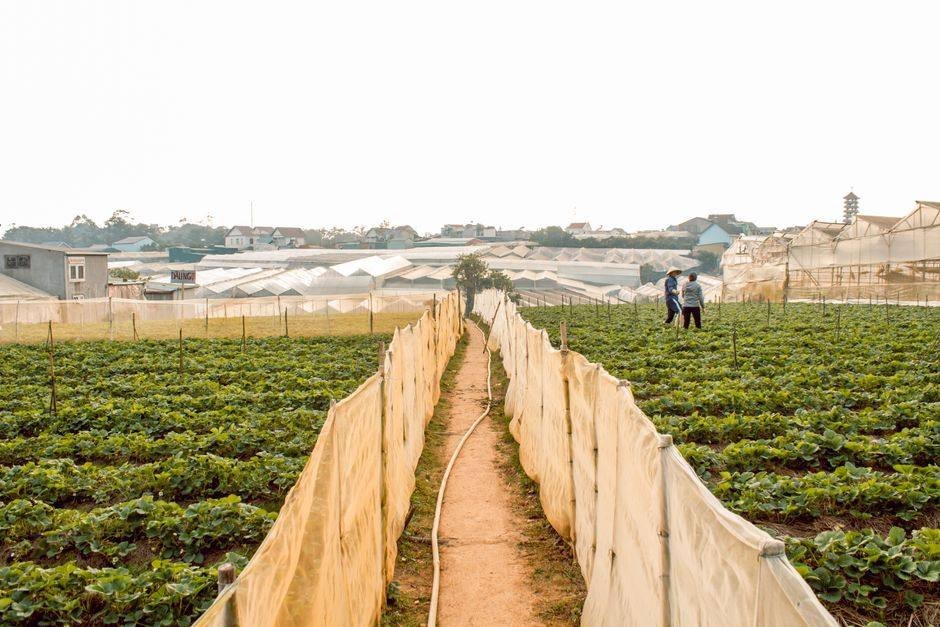 Aardbeiplanten op rijen in een kas