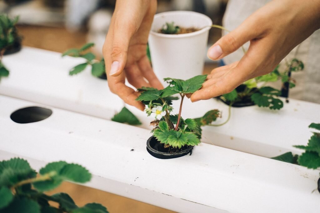 Handen die een aardbeiplantje in de grond zetten