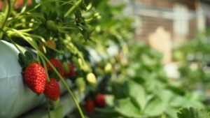 Rijpe aardbeien aan de plant tussen groene bladeren