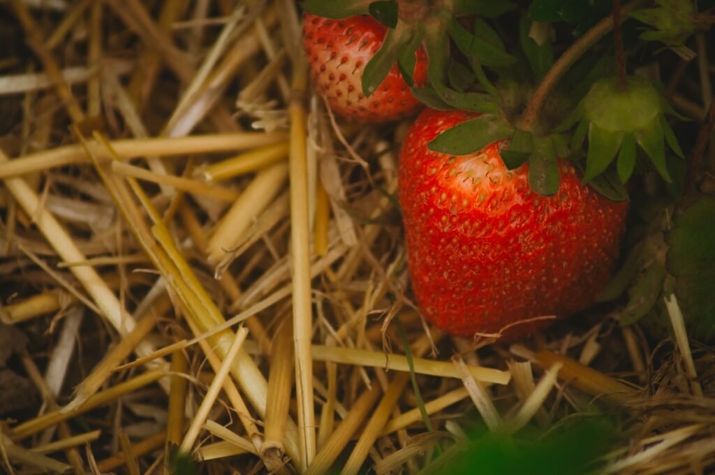 Laag stro onder aardbeiplanten in een moestuin