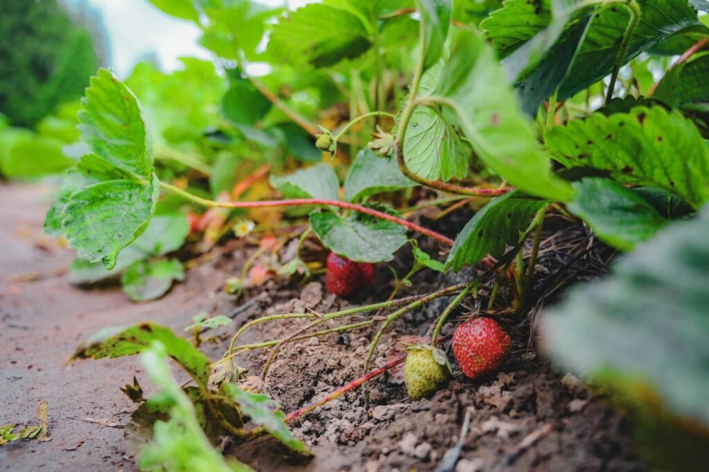 Aardbeienplant met rijpe vruchten