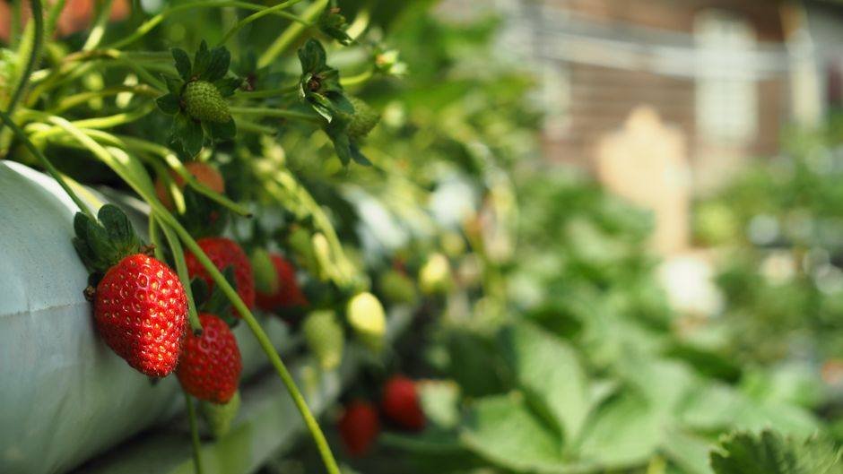 Rijpe aardbeien aan de plant tussen groene bladeren