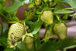Aardbeiplanten in een hangmand met vruchten die over de rand hangen