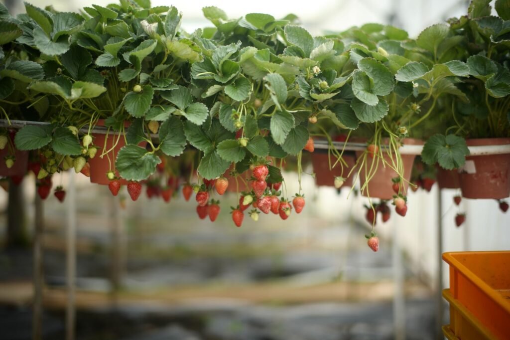 Aardbeien in potten