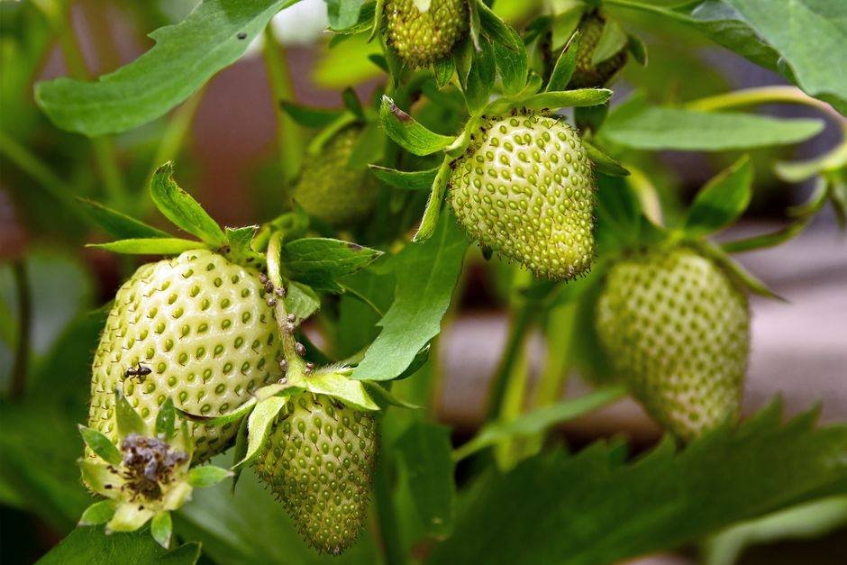 Aardbeiplanten in een hangmand met vruchten die over de rand hangen