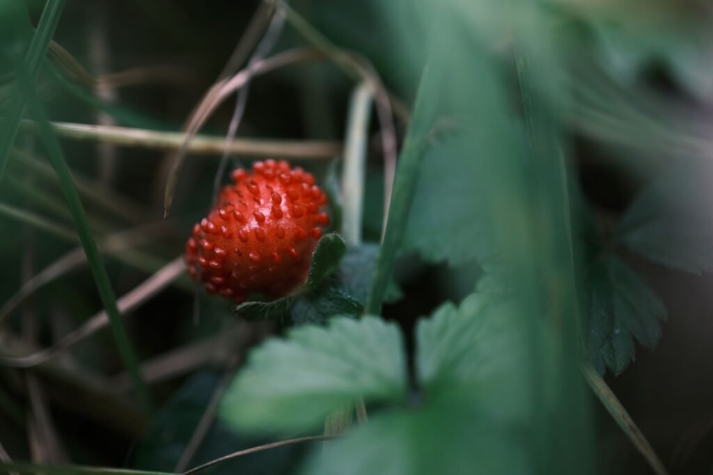 Kleine bosaardbeien aan een plant in de schaduw