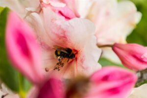 Bij op een bloem in een tuin