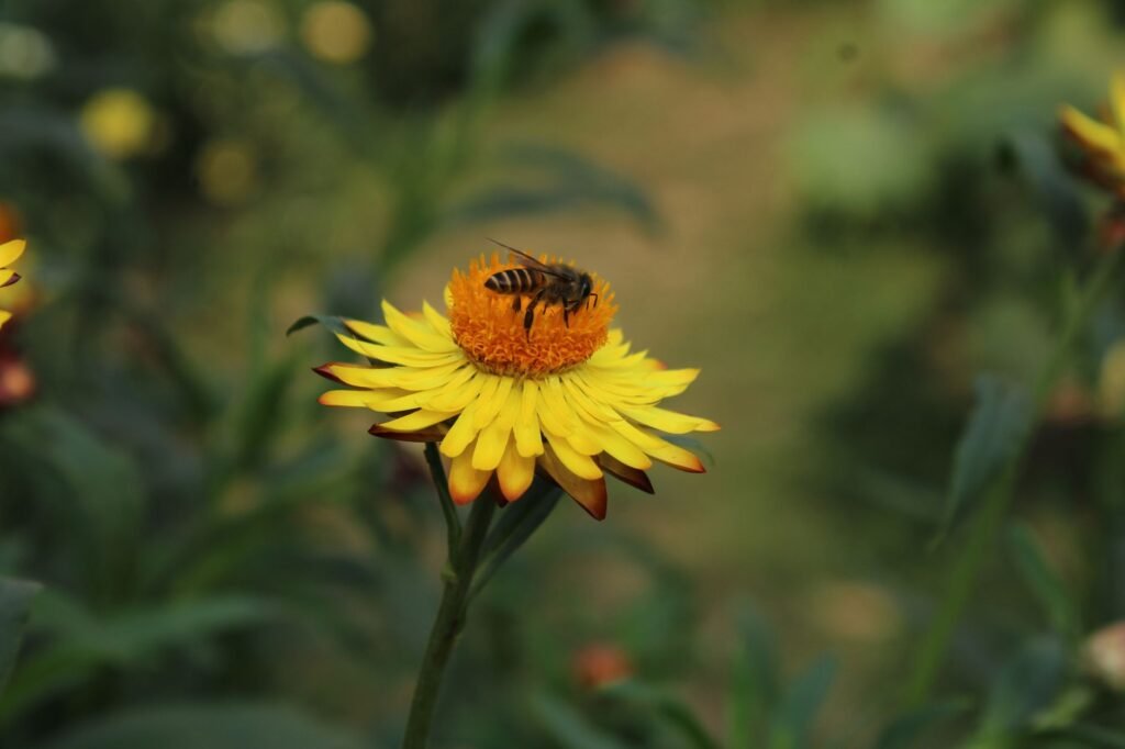 Bij op een bloem in de tuin