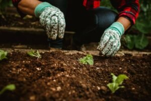 Handen met donkere kruimelige tuingrond boven een moestuinbed