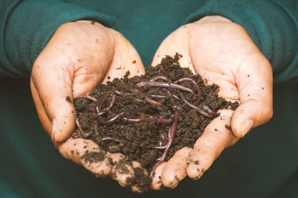 Regenworm in donkere aarde, van dichtbij gefotografeerd