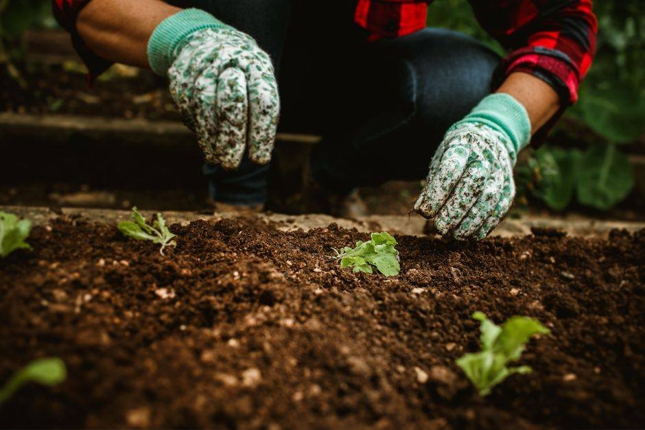 Handen met donkere kruimelige tuingrond boven een moestuinbed