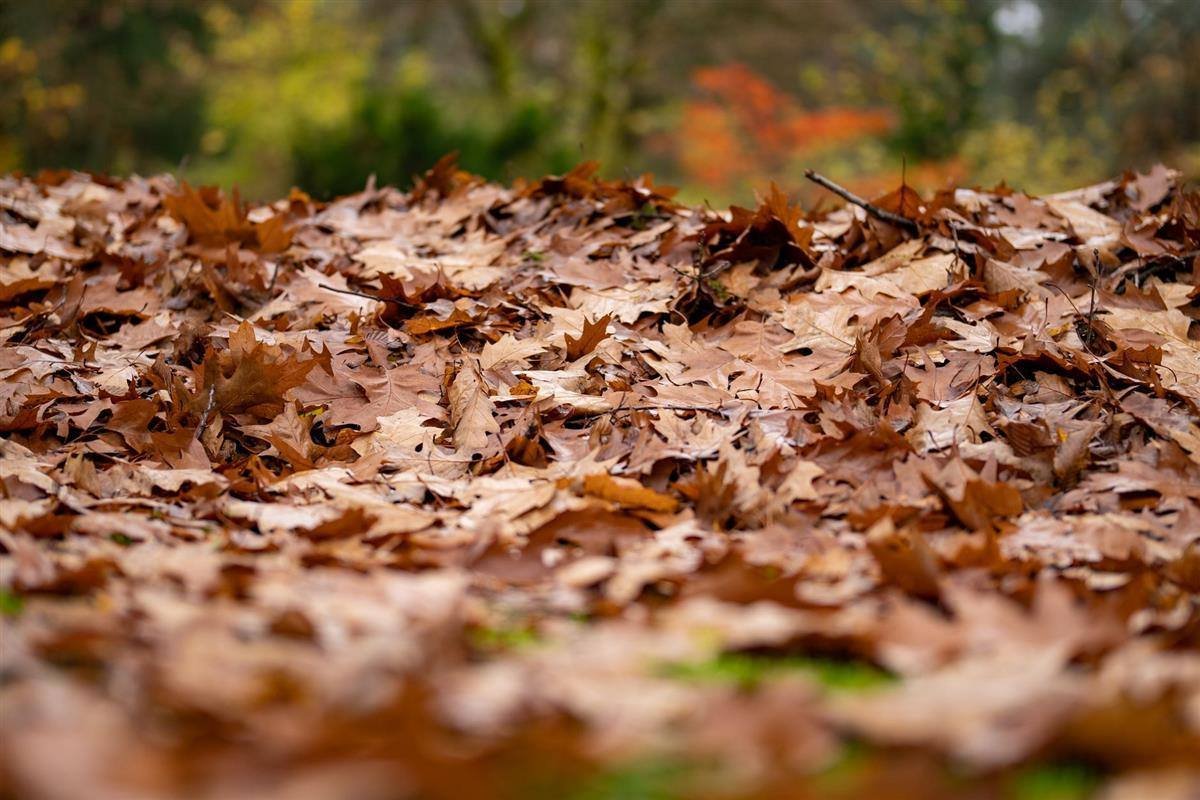 Hoop herfstbladeren met een hark