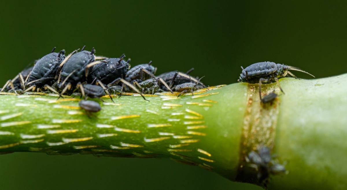 Kolonie kleine groene bladluizen dicht op elkaar langs een jonge plantenstengel
