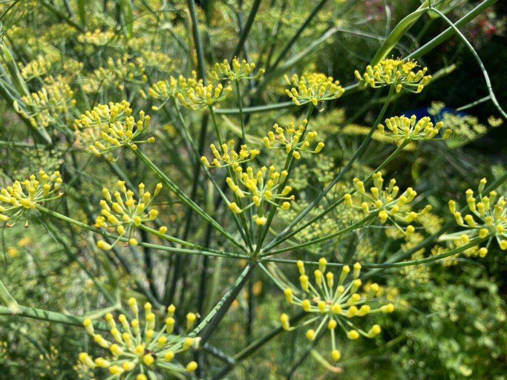 Bloeiende schermbloemen van dille in een tuin