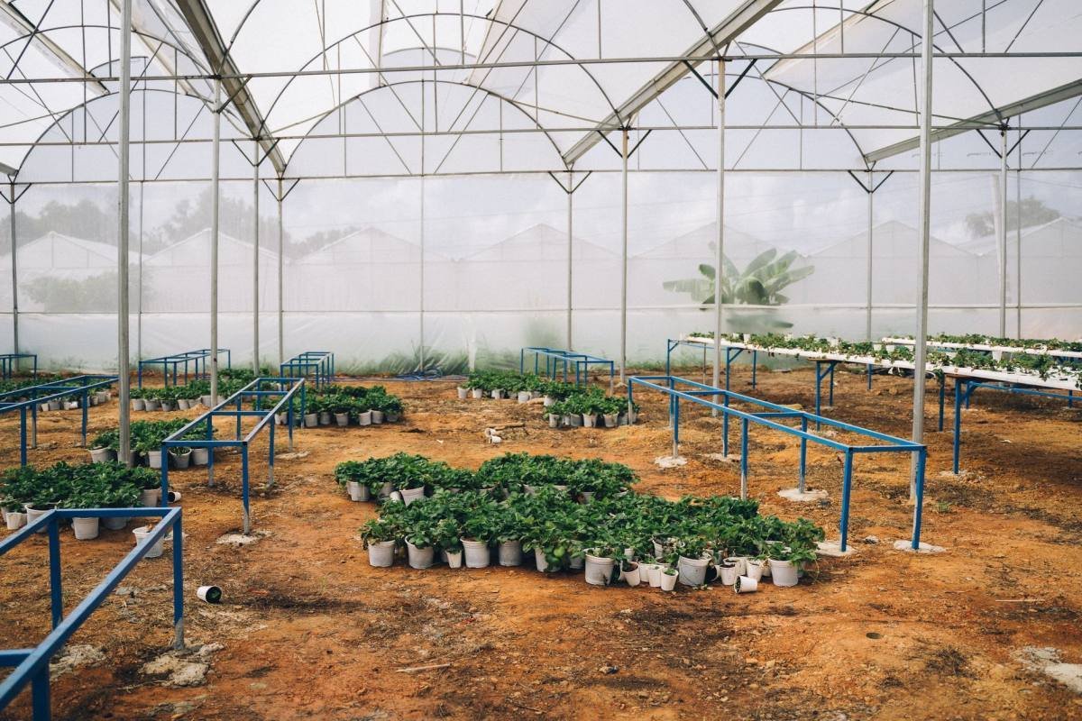 Binnenkant van een kas met groene planten op rijen