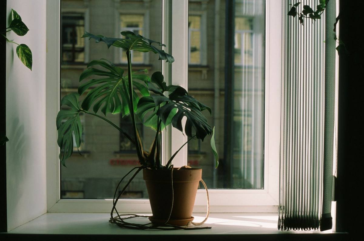 Kamerplanten dicht bij elkaar op een vensterbank