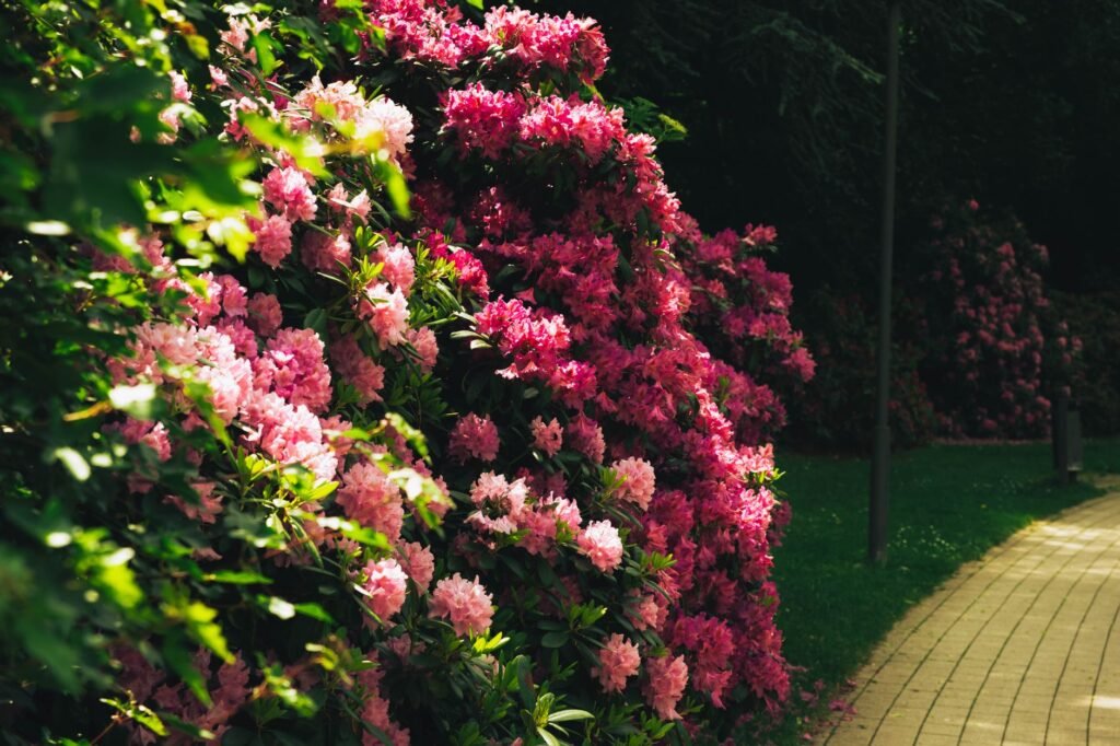 Border langs een tuinpad