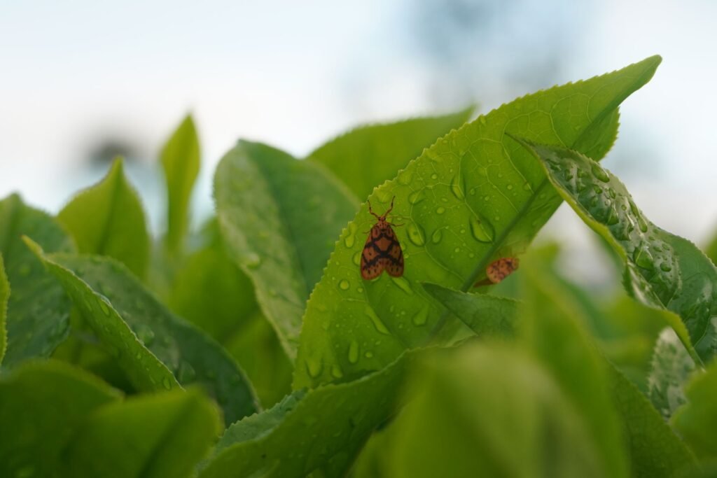 Nachtvlinder op een blad