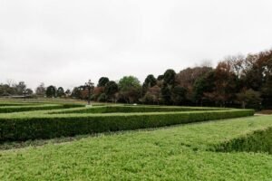 Strak geknipte buxushaag in een tuin
