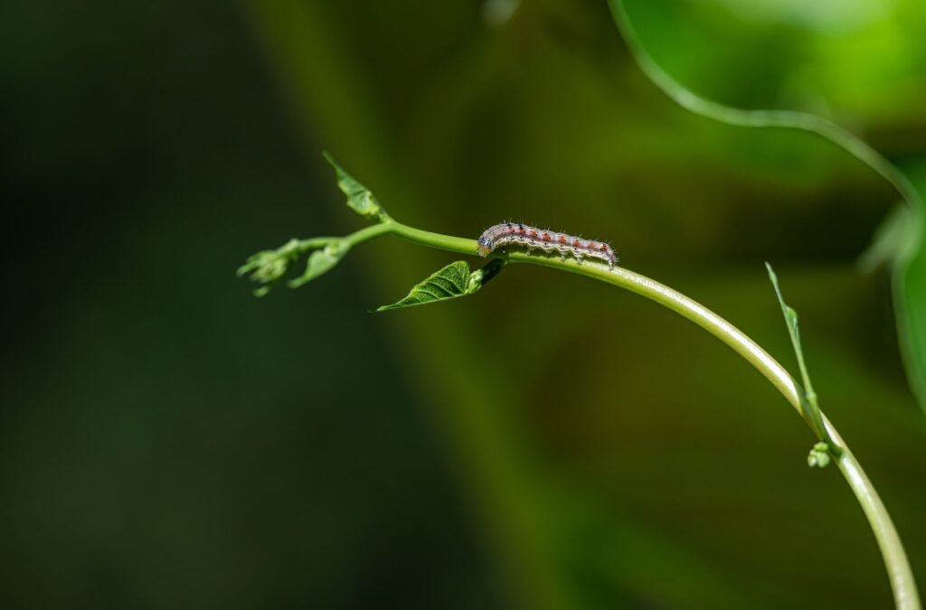 Groene rups met zwarte strepen op een blad, van dichtbij