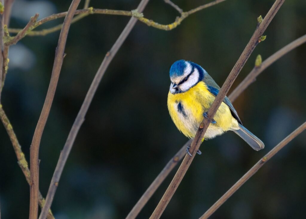 Pimpelmees op een tak in een tuin