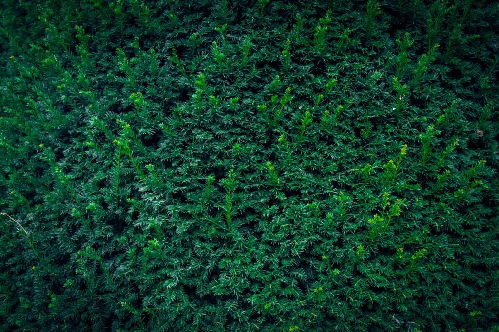 Dichte groene haag als alternatief voor buxus