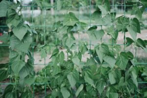Courgetteplant die langs een houten klimrek omhoog is geleid, met bladeren op ooghoogte