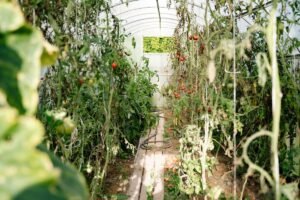 Binnenkant van een tuinkas met groenteplanten in de volle grond en een open deur