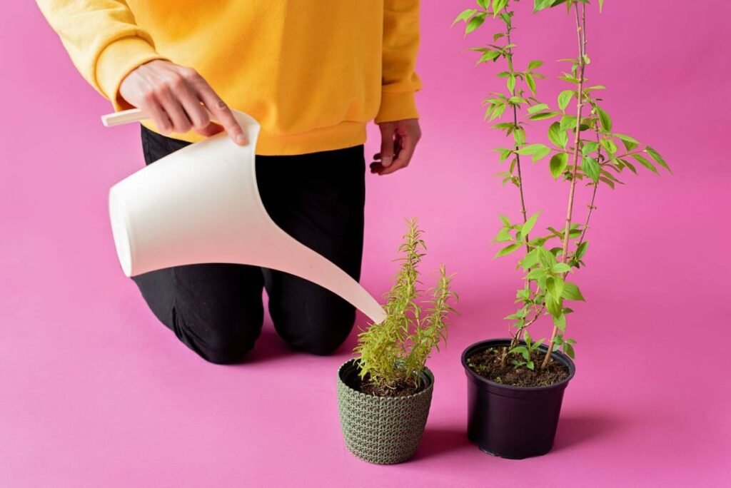 Gieter die water geeft bij de voet van een plant in een grote pot