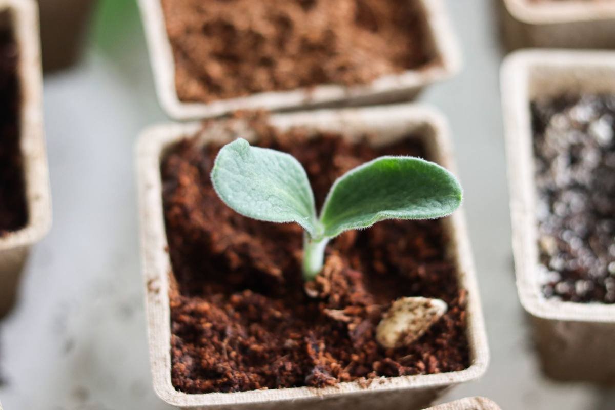 Courgetteplant in een grote zwarte kuip op een terras, met jonge vruchten tussen de bladeren