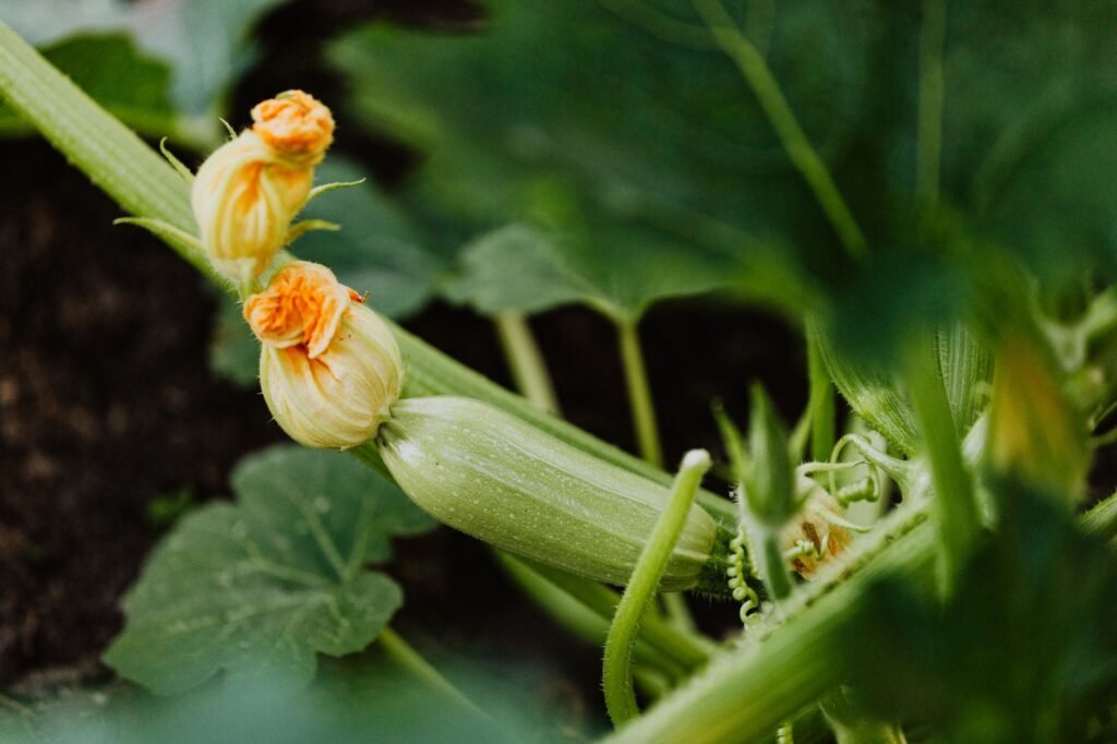 Courgetteplant in de moestuin