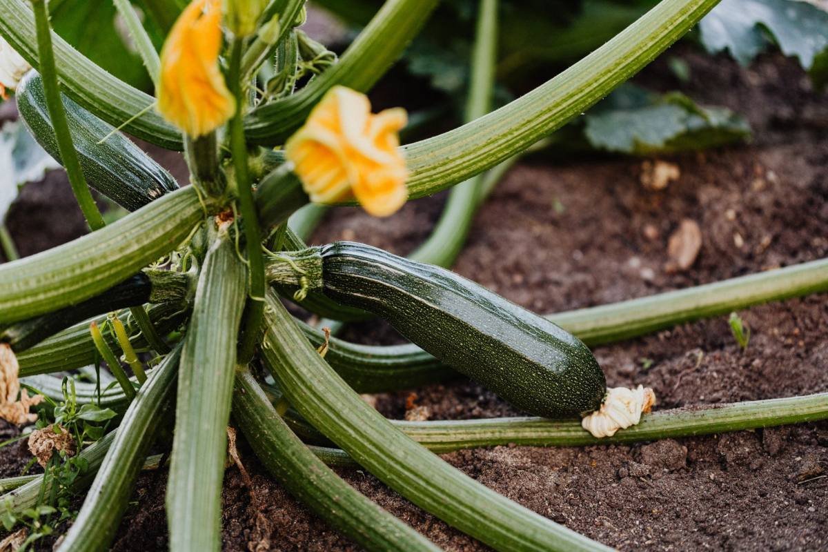 Courgetteplant met grote bladeren en een jonge groene courgette in een moestuinbed