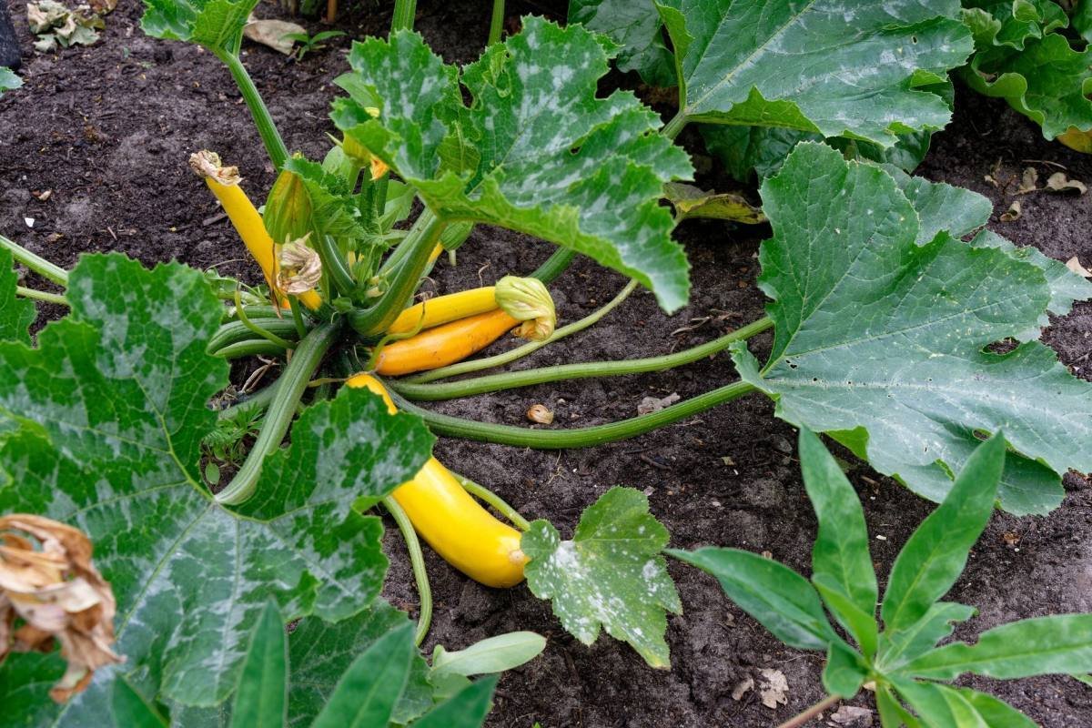 Courgetteplant met een aantal vergeelde bladeren tussen het gezonde blad