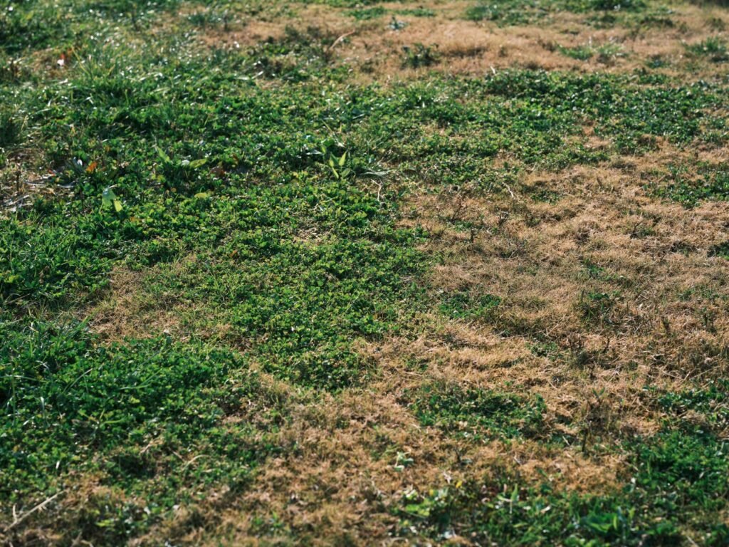 Gazon met groene en bruine plekken door elkaar heen