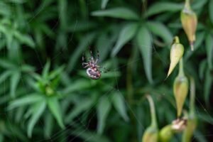 Val die in een tuin hangt om insecten te vangen