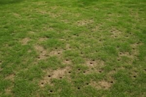 Een gazon met zichtbare prikgaten en ongelijk gras onder natuurlijk daglicht